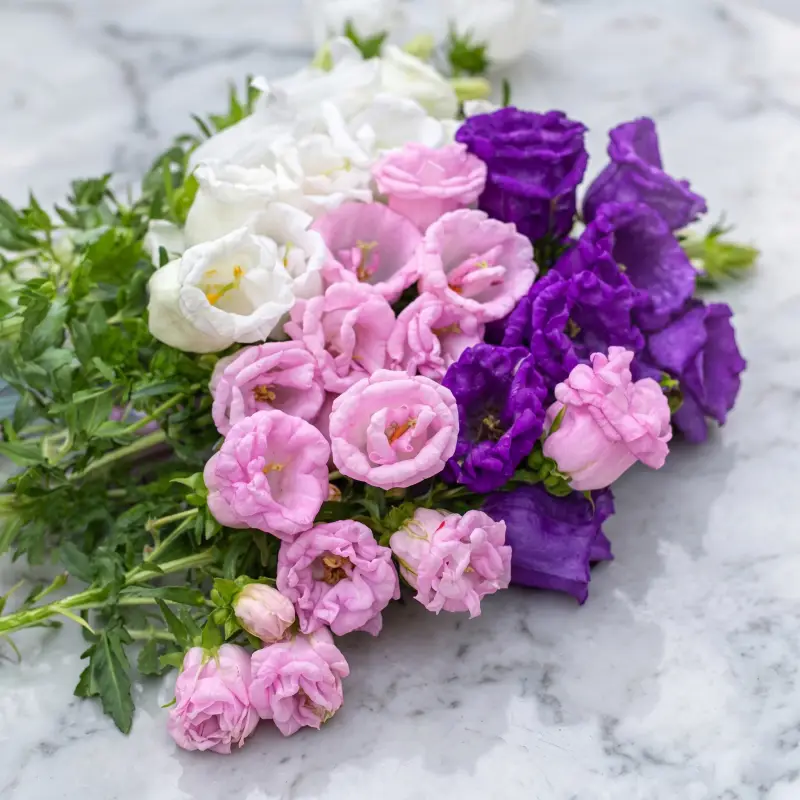 Csupros Harangvirág › Campanula Medium › Double Mix - Image 2