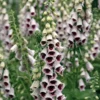 Gyűszűvirág › Digitalis Purpurea › Pam's Choice