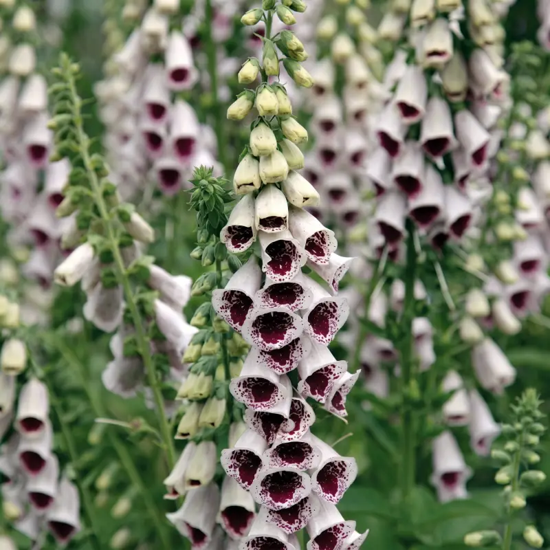 Gyűszűvirág › Digitalis Purpurea › Pam's Choice