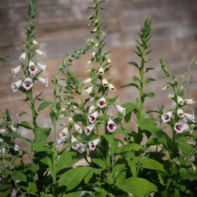 Gyűszűvirág › Digitalis Purpurea › Pam's Choice