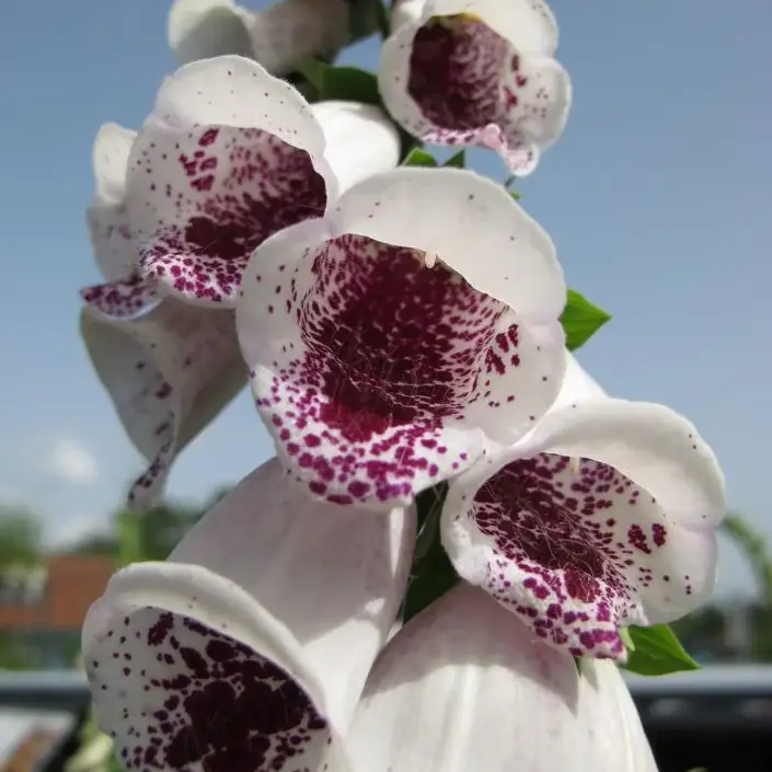 Gyűszűvirág › Digitalis Purpurea › Pam's Choice - Image 2