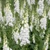 Gyűszűvirág › Digitalis Purpurea › Snow Thimble