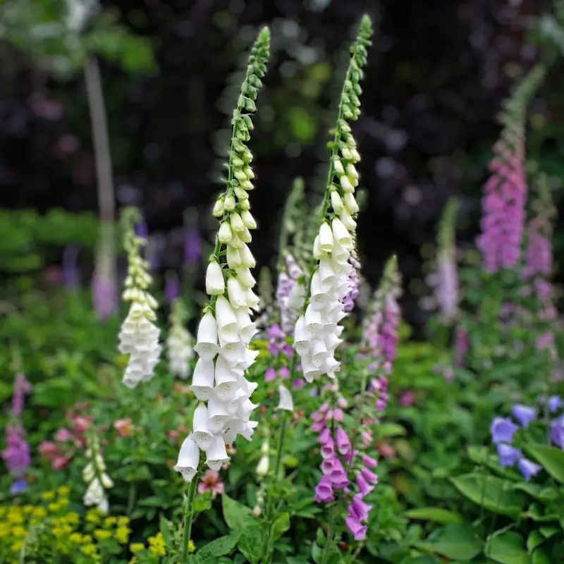 Gyűszűvirág › Digitalis Purpurea › Snow Thimble