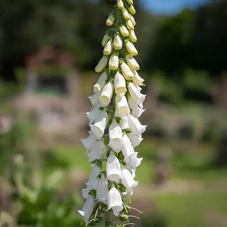 Gyűszűvirág › Digitalis Purpurea › Snow Thimble - Image 2