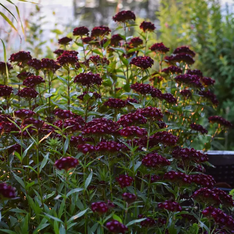 Törökszegfű › Dianthus Barbatus › Dark Queen - Image 5