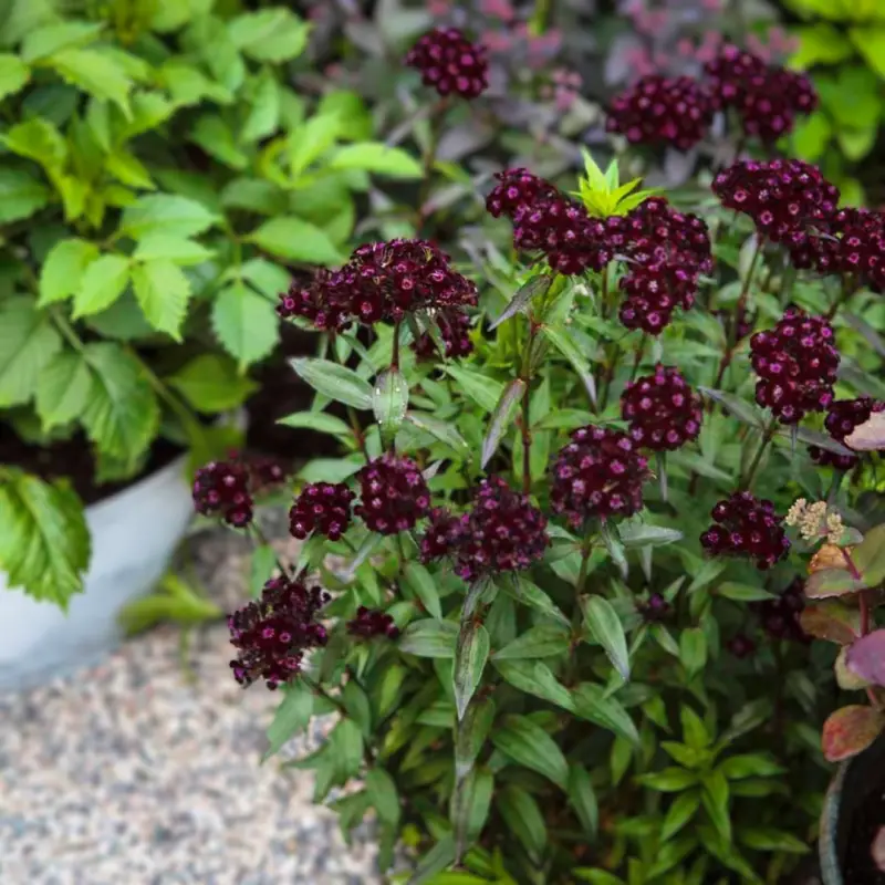 Törökszegfű › Dianthus Barbatus › Dark Queen - Image 3