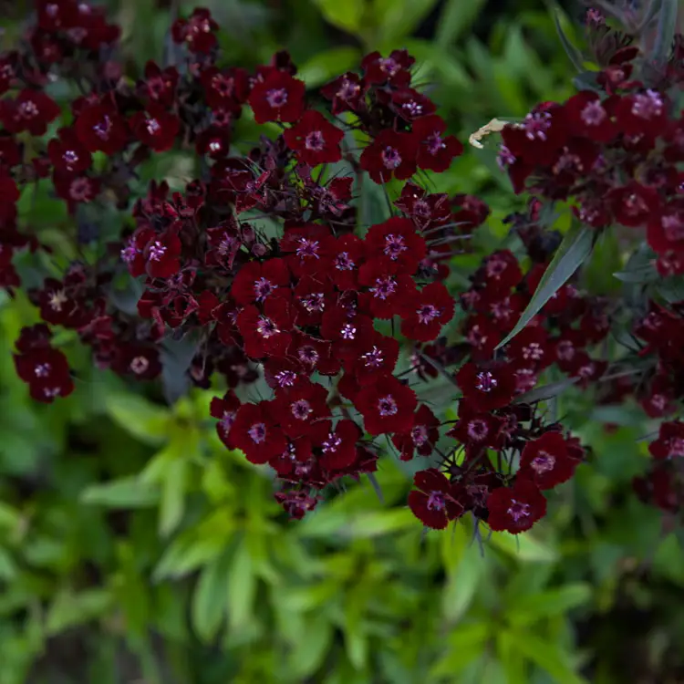 Törökszegfű › Dianthus Barbatus › Dark Queen - Image 2