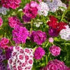 Törökszegfű › Dianthus Barbatus › Single Mix