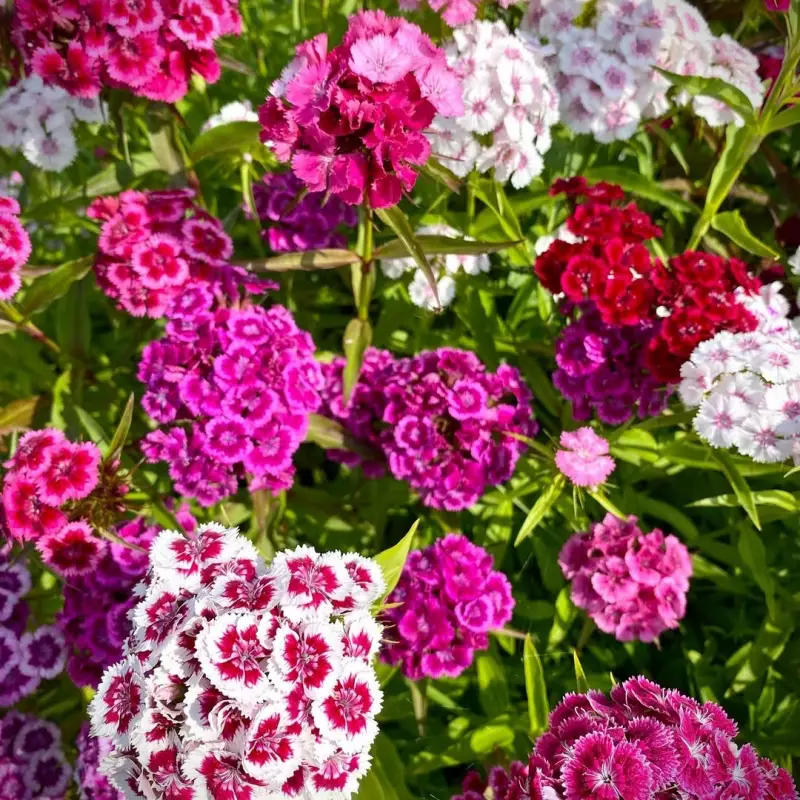 Törökszegfű › Dianthus Barbatus › Single Mix