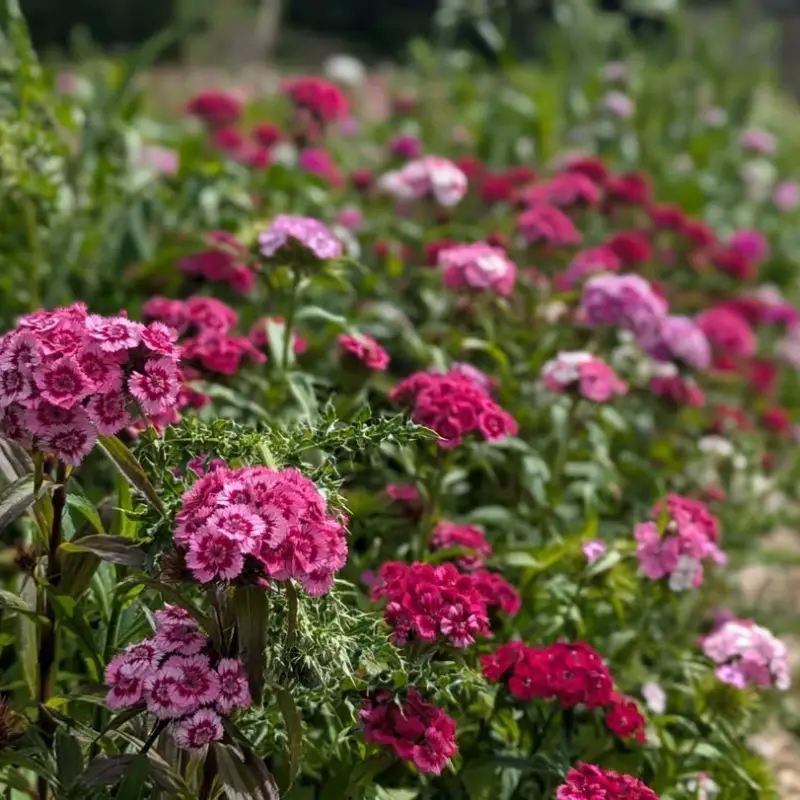 Törökszegfű › Dianthus Barbatus › Single Mix - Image 2