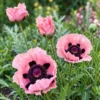 Évelő Keleti Mák › Papaver Orientale › Princess Victoria Louise