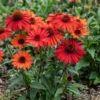 Kasvirág › Echinacea Purpurea › Mellow Scarlets