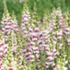 Tátika › Antirrhinum Majus › Potomac Plumblossom