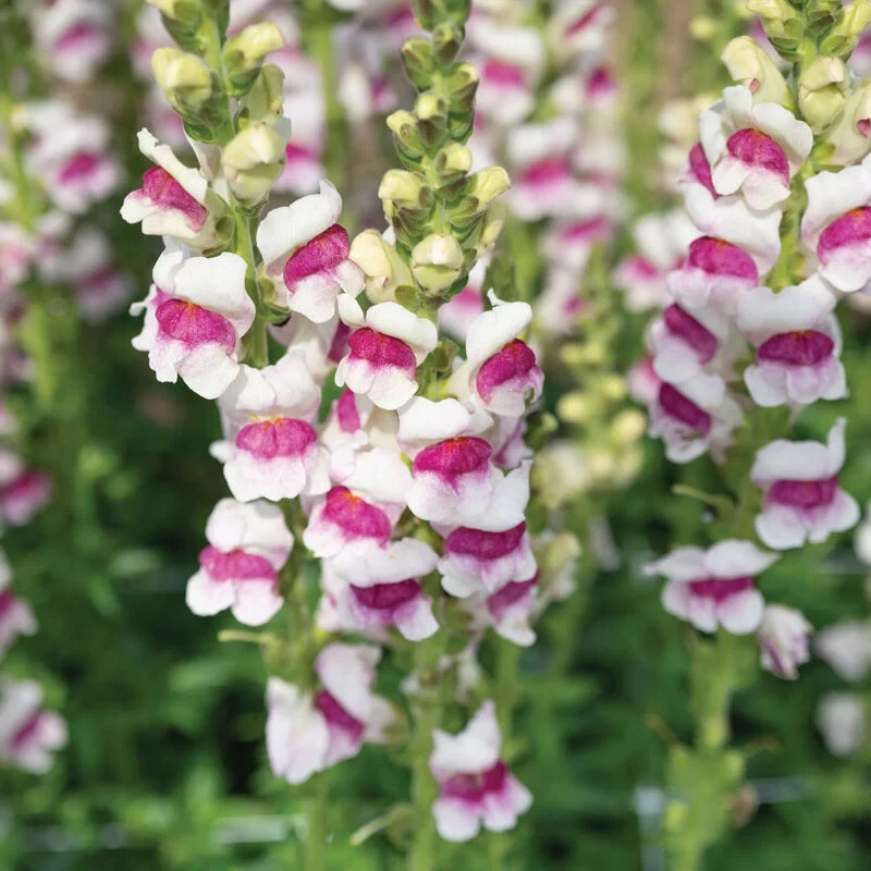 Tátika › Antirrhinum Majus › Potomac Plumblossom - Image 2