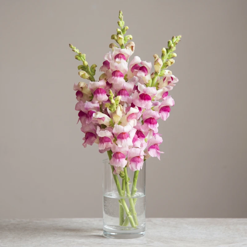 Tátika › Antirrhinum Majus › Potomac Plumblossom