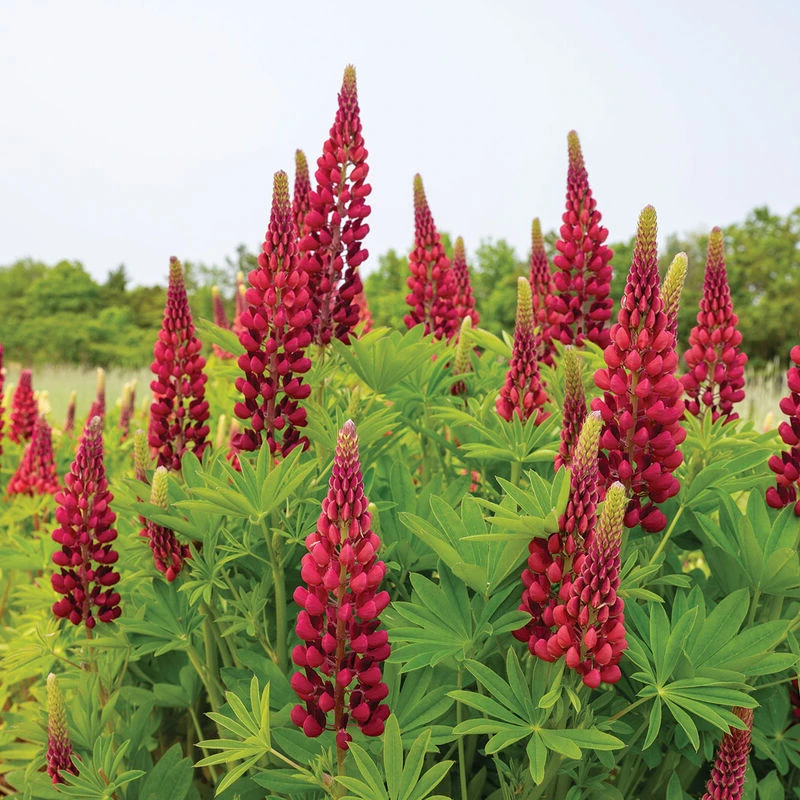 Csillagfürt › Lupinus Polyphyllus › My Castle