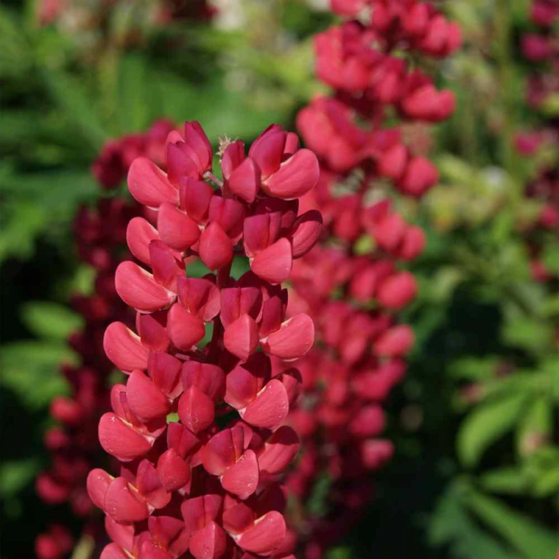 Csillagfürt › Lupinus Polyphyllus › My Castle - 2. kép