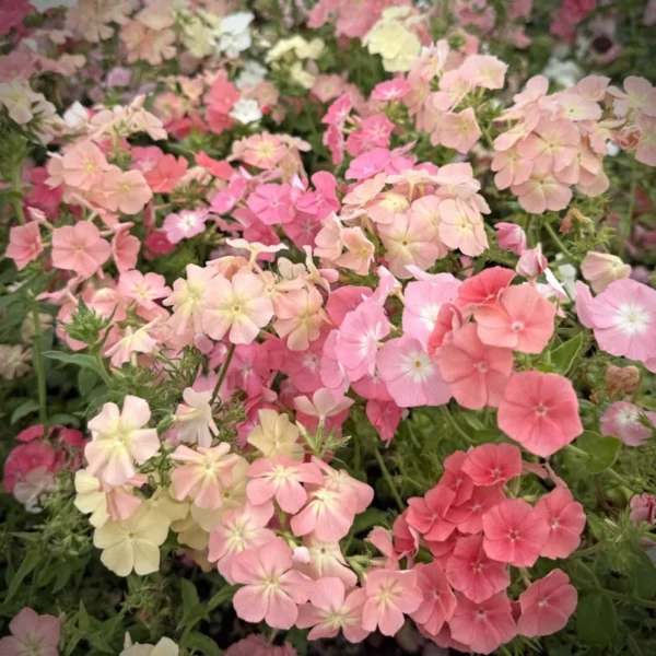 Egynyári Lángvirág › Phlox Drummondii › Beauty Coral Reef