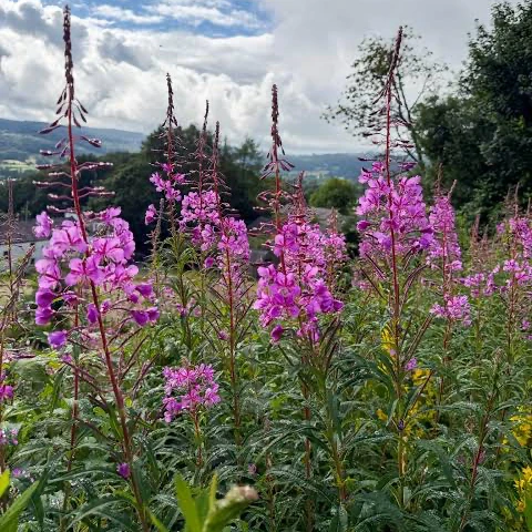 Erdei Deréce › Epilobium Angustifolium - 2. kép