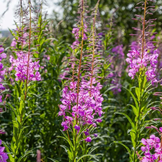Erdei Deréce › Epilobium Angustifolium - 6. kép