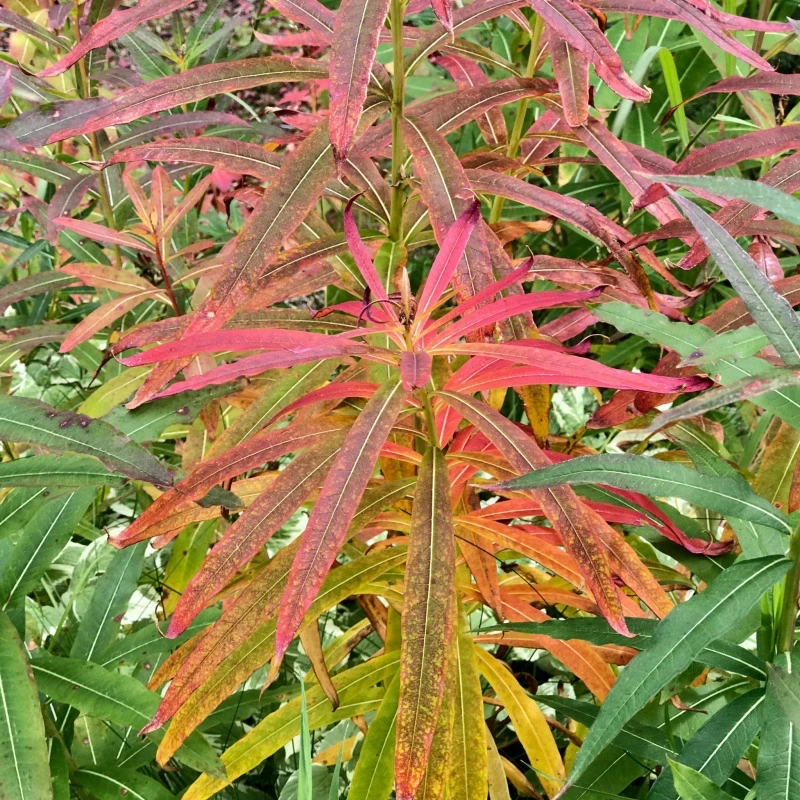 Erdei Deréce › Epilobium Angustifolium - 3. kép