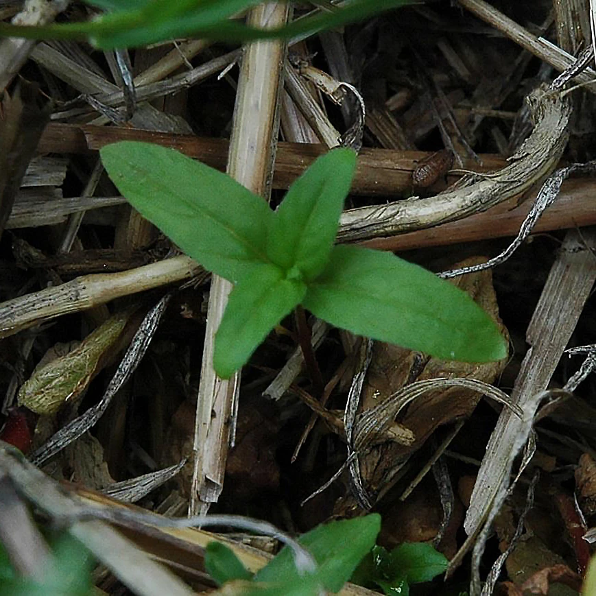 Erdei Deréce › Epilobium Angustifolium