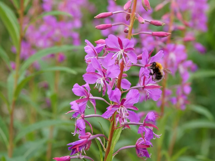 Erdei Deréce › Epilobium Angustifolium
