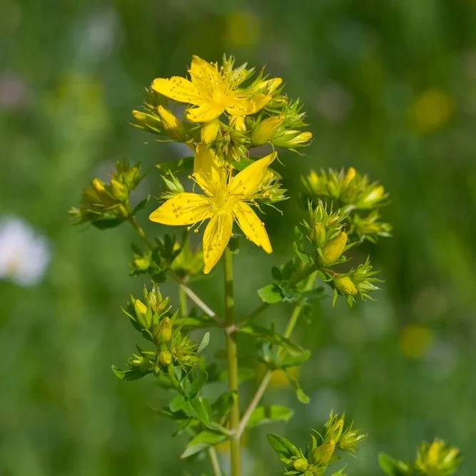 Orbáncfű › Hypericum Perforatum