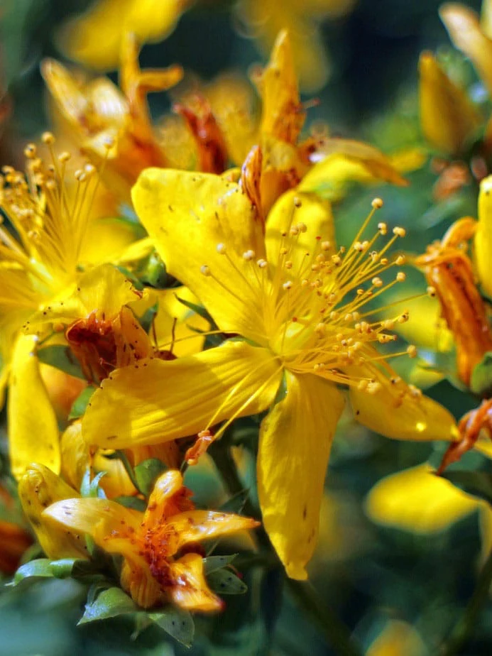 Orbáncfű › Hypericum Perforatum