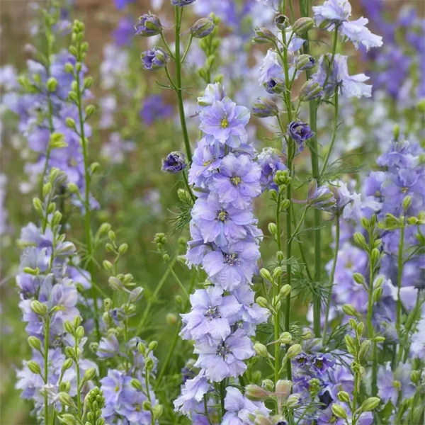 Szarkaláb › Delphinium Consolida › QIS Light Blue